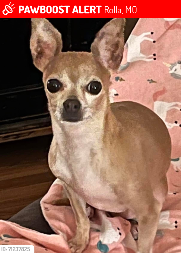 Lost Female Dog last seen  Vichy road and meadowbrook , Rolla, MO 65401