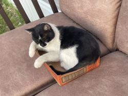 Lost Male Cat last seen Markins Dr , Corpus Christi, TX 78411
