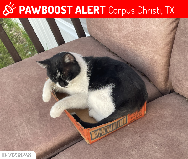Lost Male Cat last seen Markins Dr , Corpus Christi, TX 78411