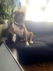 Lost Male Dog last seen Glenwood thornton road. Ran across the bishop ford express way, Glenwood, IL 60425