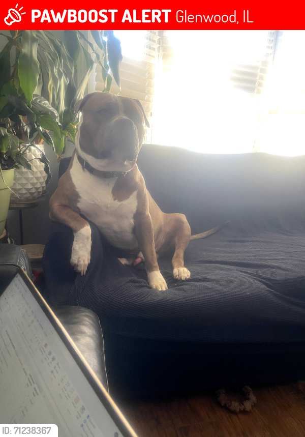 Lost Male Dog last seen Glenwood thornton road. Ran across the bishop ford express way, Glenwood, IL 60425