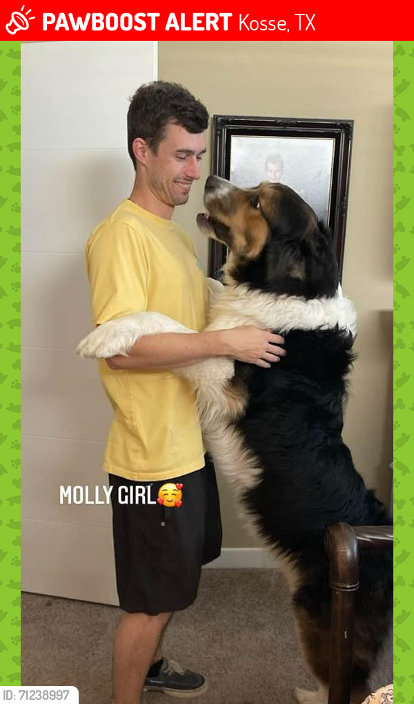 Lost Female Dog last seen E Washington St & S Mignonette St, Kosse, TX 76653