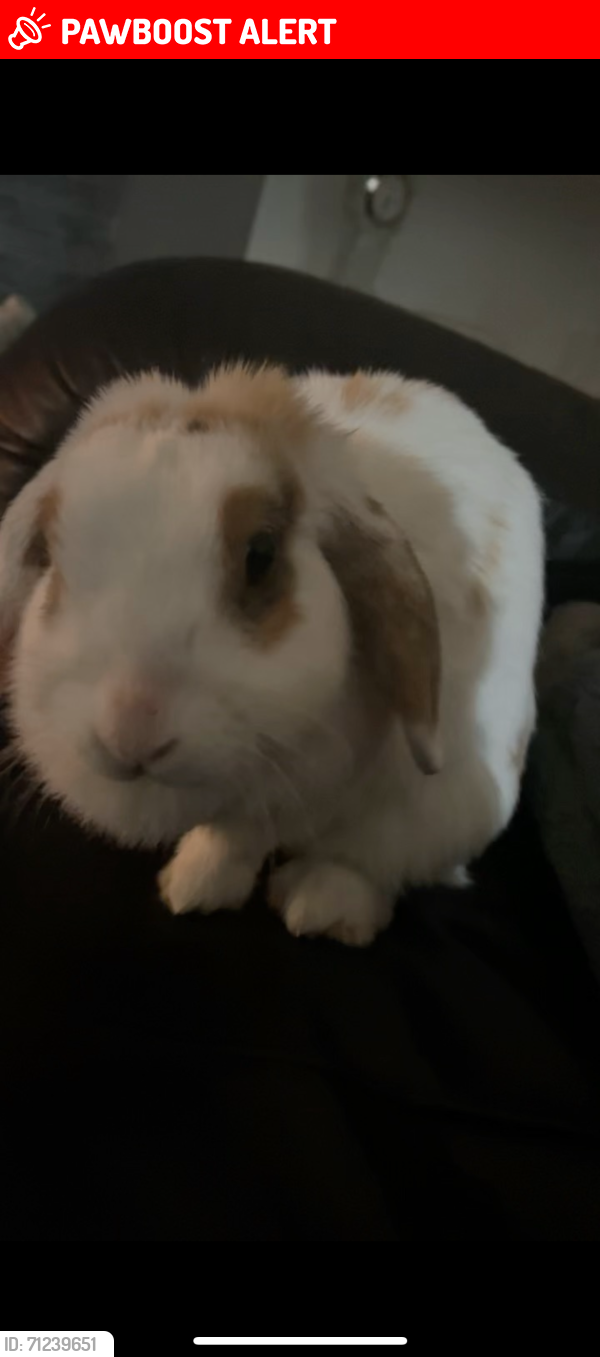 Scotland Edinburgh Rabbits Edinburgh, Scotland Lost Female Rabbit, Hiccup Is Missing | PawBoost