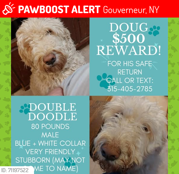 Lost Male Dog last seen South on Route 11, Antwerp, NY 13608