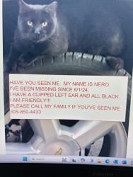 Lost Male Cat last seen Shopping center by Guitar center off I95, Broward County, FL 33009