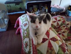 Lost Male Cat last seen Near ERICKSON ST BETWEEN EL CAMINO & FRIENZA, Sacramento, CA 95815