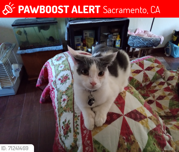 Lost Male Cat last seen Near ERICKSON ST BETWEEN EL CAMINO & FRIENZA, Sacramento, CA 95815