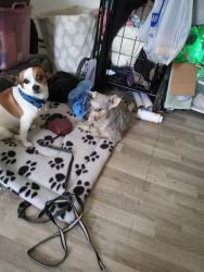 Lost Male Dog last seen Federal and 47th, San Diego, CA 92105