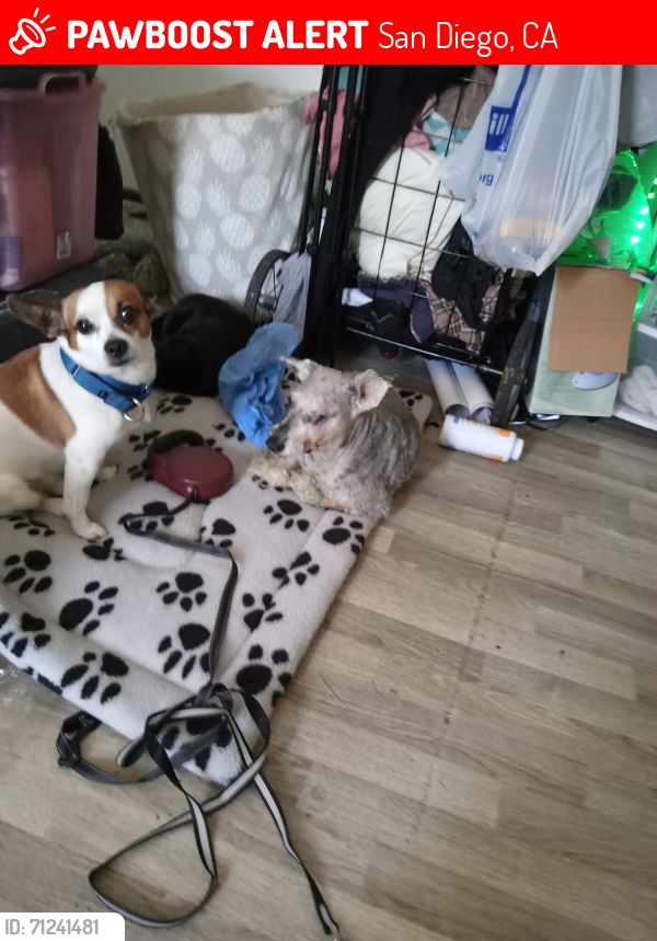 Lost Male Dog last seen Federal and 47th, San Diego, CA 92105