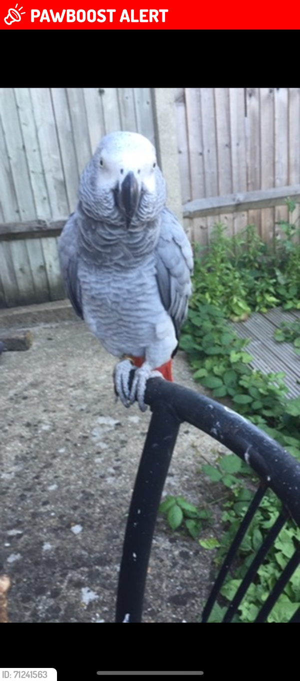 Lost Female Bird last seen Streatham Hill train station trees, Greater London, England SW2 4SA