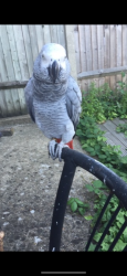 Lost Female Bird last seen Streatham Hill train station trees, Greater London, England SW2 4SA