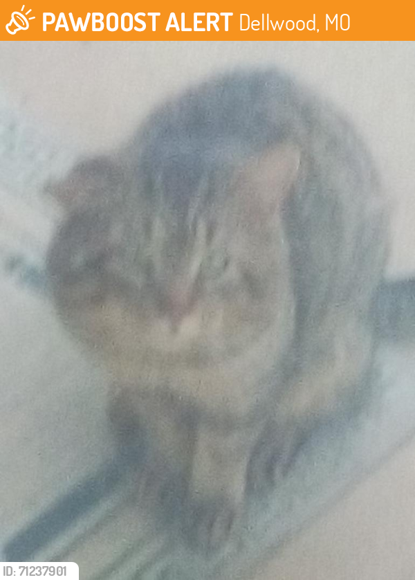 Found/Stray Unknown Cat last seen Keenlen/Prior Dr/Tate Dr, Dellwood, MO 63136