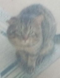 Found/Stray Unknown Cat last seen Keenlen/Prior Dr/Tate Dr, Dellwood, MO 63136