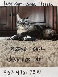 Lost Male Cat last seen Wilmington Ave and Wayne Ave Dayton Ohio, Dayton, OH 45410
