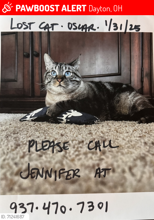 Lost Male Cat last seen Wilmington Ave and Wayne Ave Dayton Ohio, Dayton, OH 45410