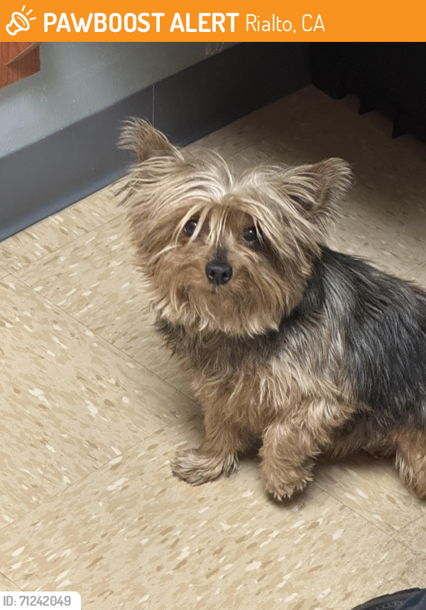 Rialto, CA Stray Female Dog Found Near Foothill and pepper | PawBoost