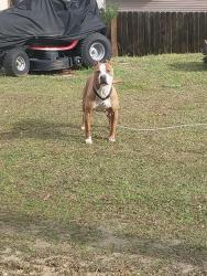 Lost Male Dog last seen Highgrove , Spring Lake, NC 28390