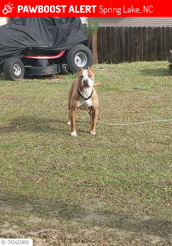 Lost Male Dog last seen Highgrove , Spring Lake, NC 28390