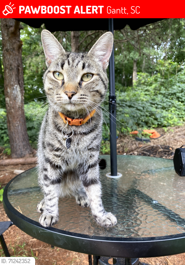 Lost Male Cat last seen Old Grove Rd Piedmont, SC, Gantt, SC 29673