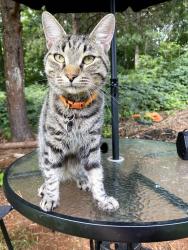 Lost Male Cat last seen Old Grove Rd Piedmont, SC, Gantt, SC 29673