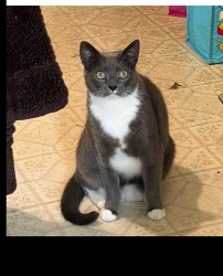 Lost Male Cat last seen Ayhens Street and First Street, Simi Valley, CA, Simi Valley, CA 93065