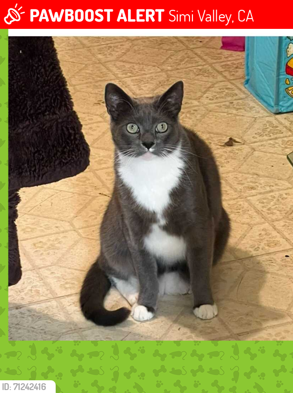 Lost Male Cat last seen Ayhens Street and First Street, Simi Valley, CA, Simi Valley, CA 93065