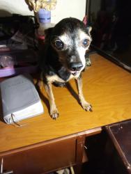 Lost Male Dog last seen Dakota st. & Hackberry , San Antonio, TX 78203