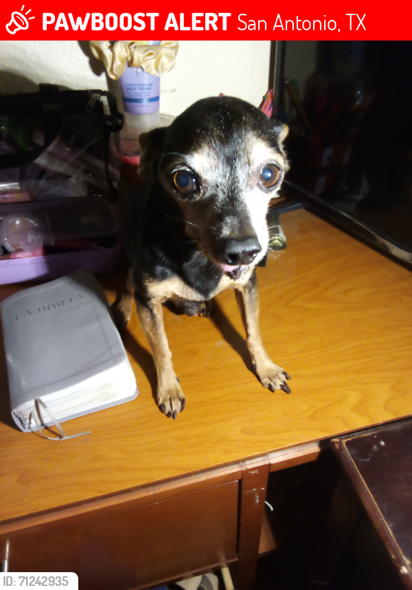Lost Male Dog last seen Dakota st. & Hackberry , San Antonio, TX 78203