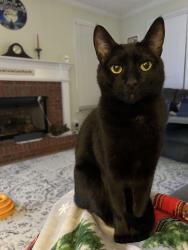 Lost Male Cat last seen Near Sam’s Drive , Greenville, SC 29605