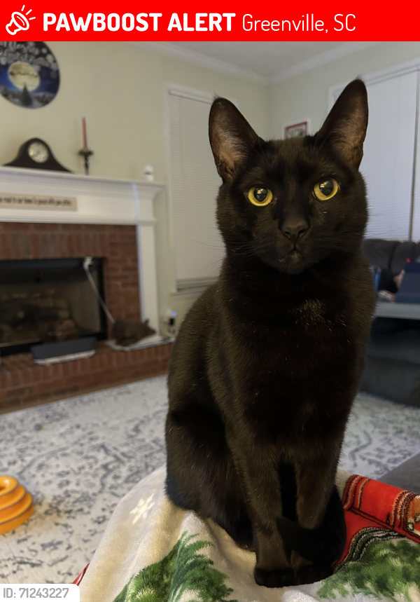Lost Male Cat last seen Near Sam’s Drive , Greenville, SC 29605