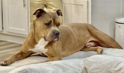 Reunited Male Dog last seen AveB and Texas Wesleyan, Fort Worth, TX 76105