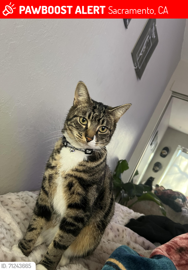 Lost Male Cat last seen Near ave , 9th ave , Sacramento, CA 95817
