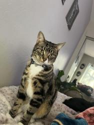 Lost Male Cat last seen Near ave , 9th ave , Sacramento, CA 95817