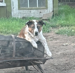Lost Male Dog last seen 27th &Yale, Tulsa, OK 74114