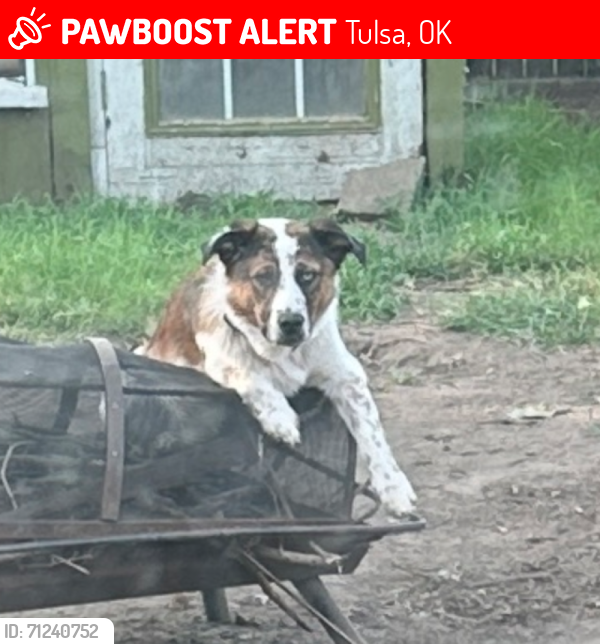 Lost Male Dog last seen 27th &Yale, Tulsa, OK 74114