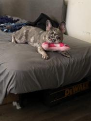 Lost Female Dog last seen Near East Twain lv,nv, Paradise, NV 89119