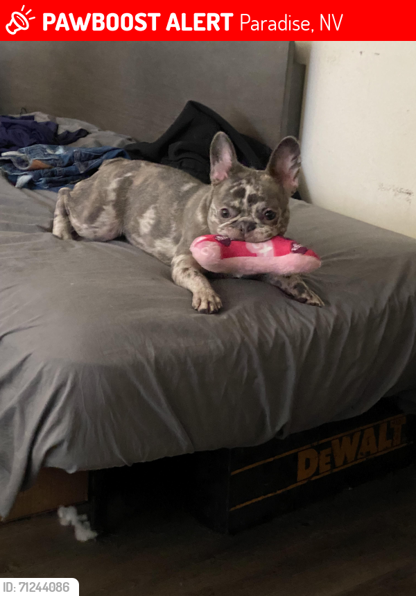 Lost Female Dog last seen Near East Twain lv,nv, Paradise, NV 89119