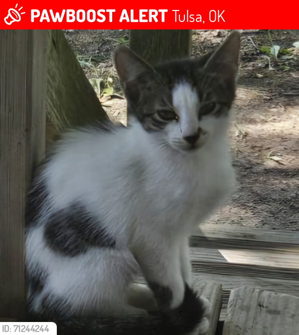 Lost Female Cat last seen Near N. Granite Ave., Tulsa, OK 74115