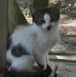 Lost Female Cat last seen Near N. Granite Ave., Tulsa, OK 74115