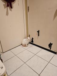 Lost Male Cat last seen Dunstan dr, Tustin, CA 92782