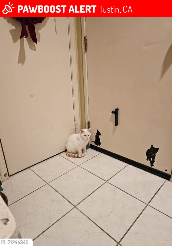 Lost Male Cat last seen Dunstan dr, Tustin, CA 92782
