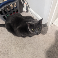 Lost Male Cat last seen Spanish Wells Rd Summerville Sc, Berkeley County, SC 29486