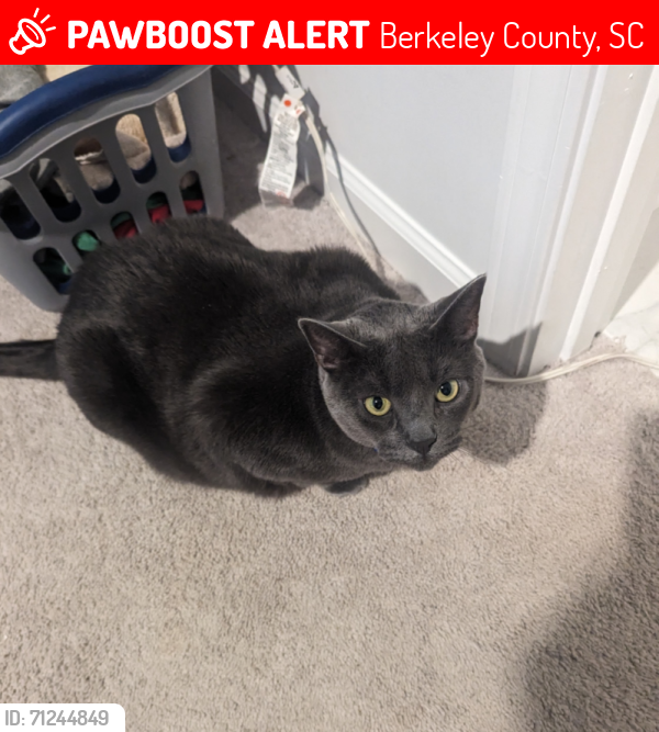 Lost Male Cat last seen Spanish Wells Rd Summerville Sc, Berkeley County, SC 29486