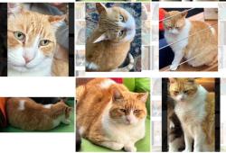 Lost Male Cat last seen Near block of Akron St. near Chatenooga in Pacific Palisades, Los Angeles, CA 90272