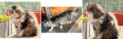 Lost Female Cat last seen Near block of Akron St near Chatenooga, Los Angeles, CA 90272