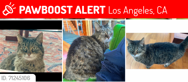 Lost Female Cat last seen Near block of Akron st. Near Chatenooga , Los Angeles, CA 90272