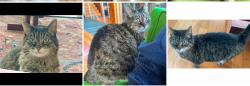 Lost Female Cat last seen Near block of Akron st. Near Chatenooga , Los Angeles, CA 90272