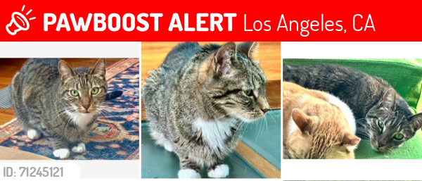 Lost Male Cat last seen Near block of Akron Street near Chatenooga, Los Angeles, CA 90272