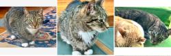 Lost Male Cat last seen Near block of Akron Street near Chatenooga, Los Angeles, CA 90272