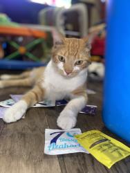Lost Male Cat last seen Hinson avenue, Haines City, FL 33844